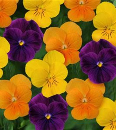 Viola Sorbet® XP Harvest Mix